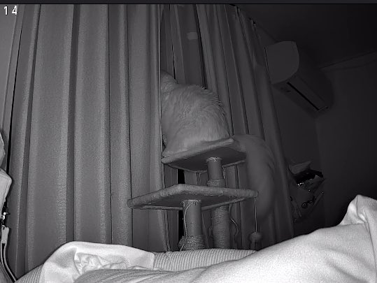 うぉおおん今夜人間不在なんだよ
ごめんね
ずっと外見て待ってる😭😭😭😭
こんなん見たらもうどこも行けない