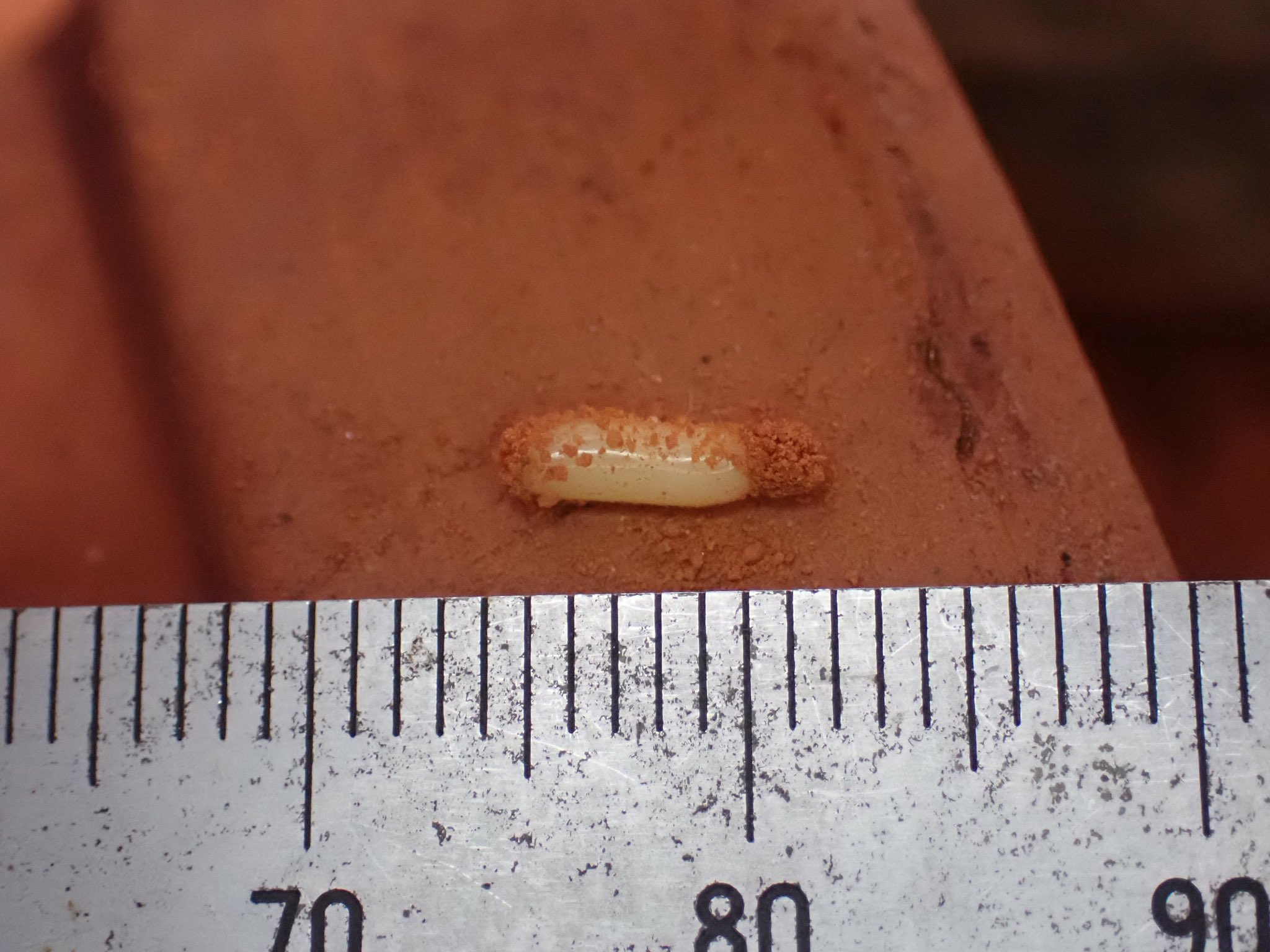 ❗️トリトリグモ　タイワンアブラゼミ　他　昆虫　標本セット✨ ❗️トリトリグモ タイワンアブラゼミ 他 昆虫 標本セット