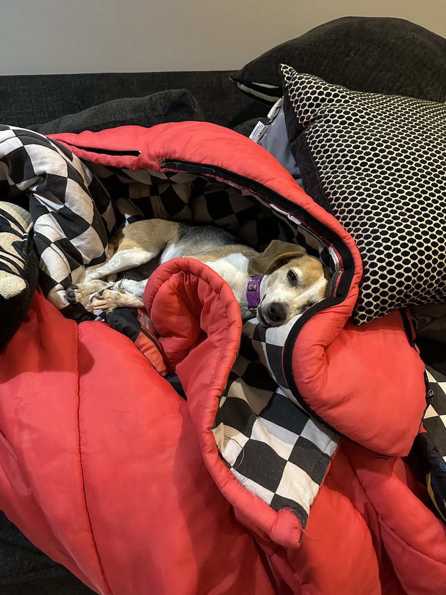 staceystring's tweet image. Oh the life of Nahla !!!   Can she have any more pillows and blankets 😂😂