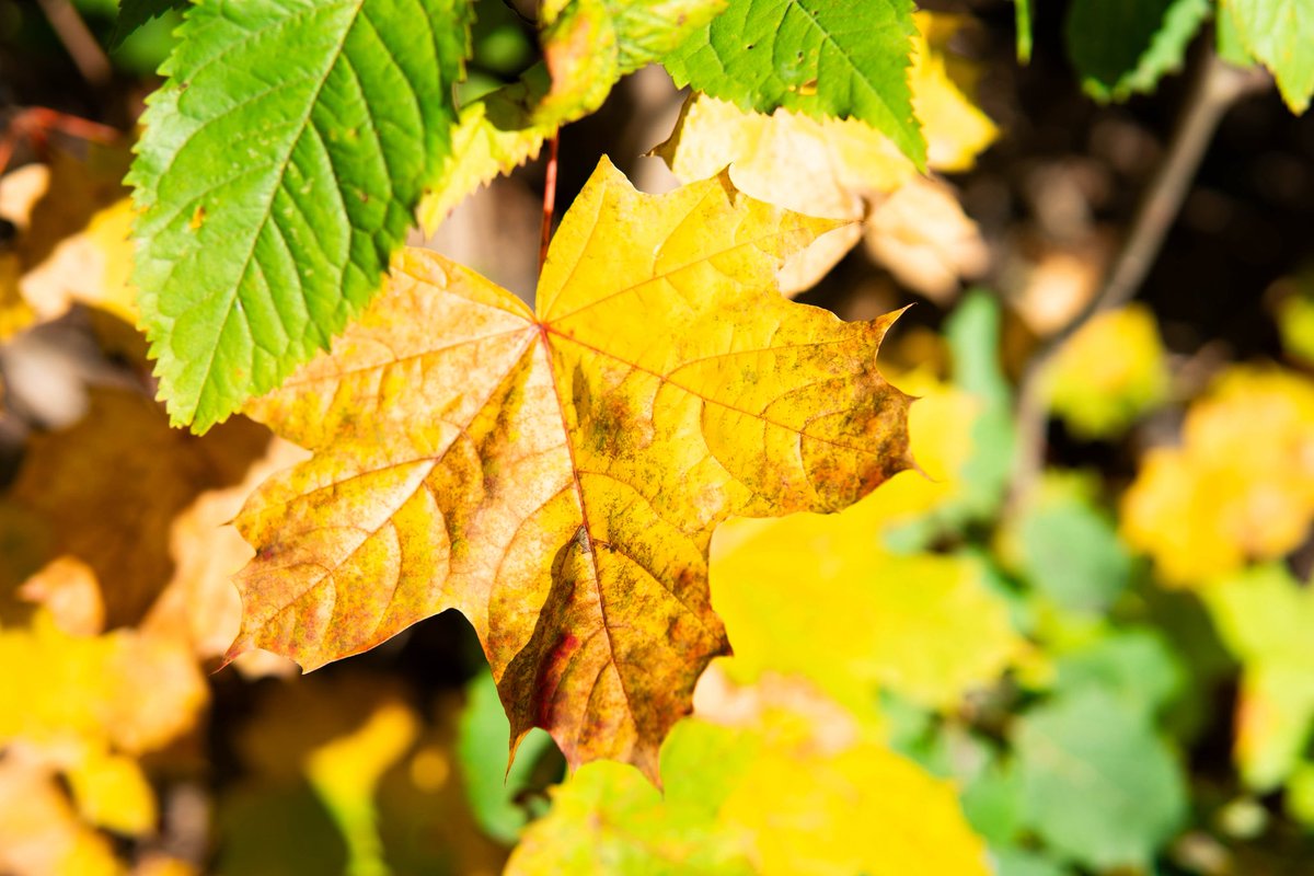 Nordic fall vibe 🍂🍁