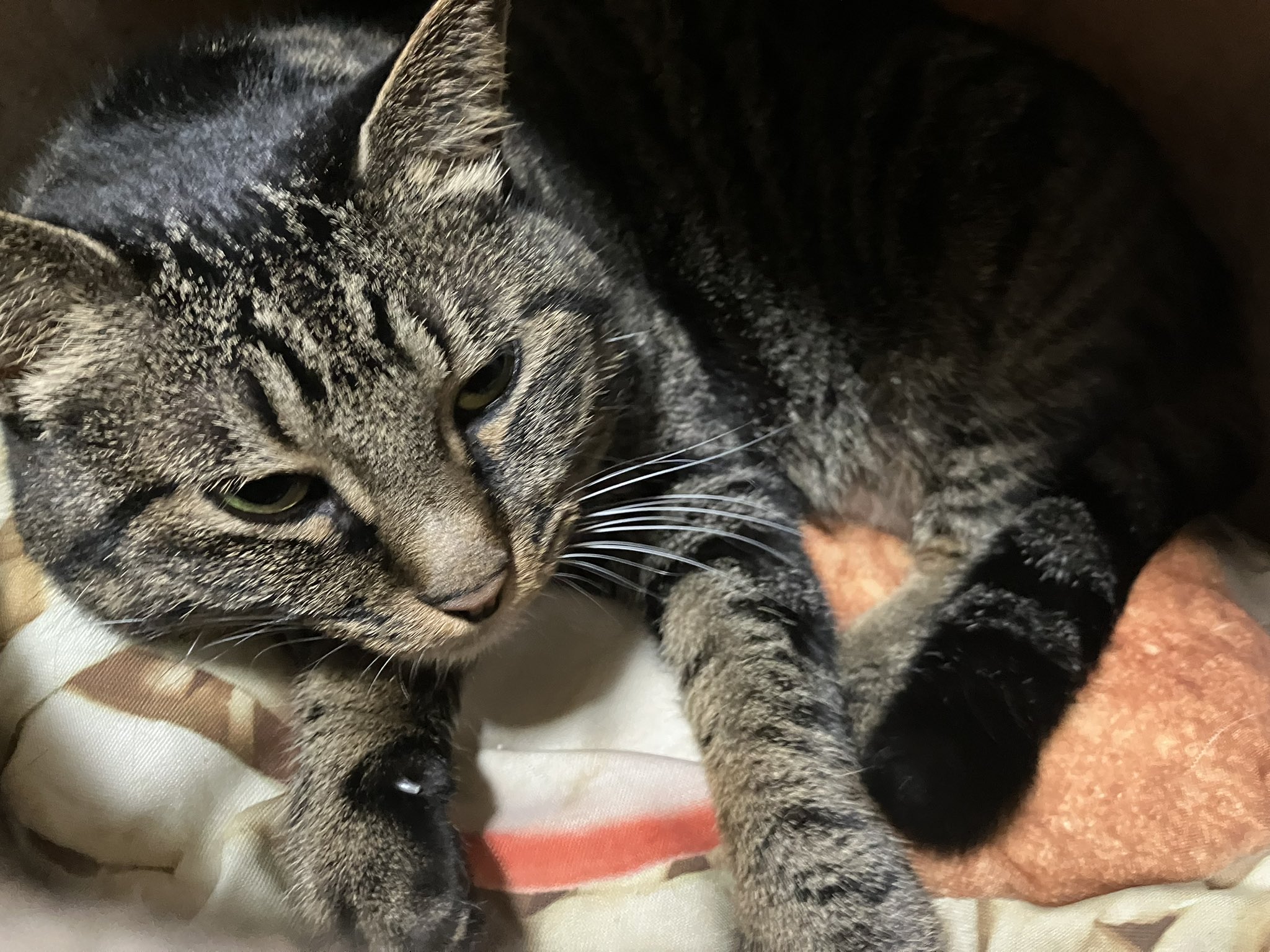 ねこ ひろ🍵🍉(SDK)😸🐈 on X: 