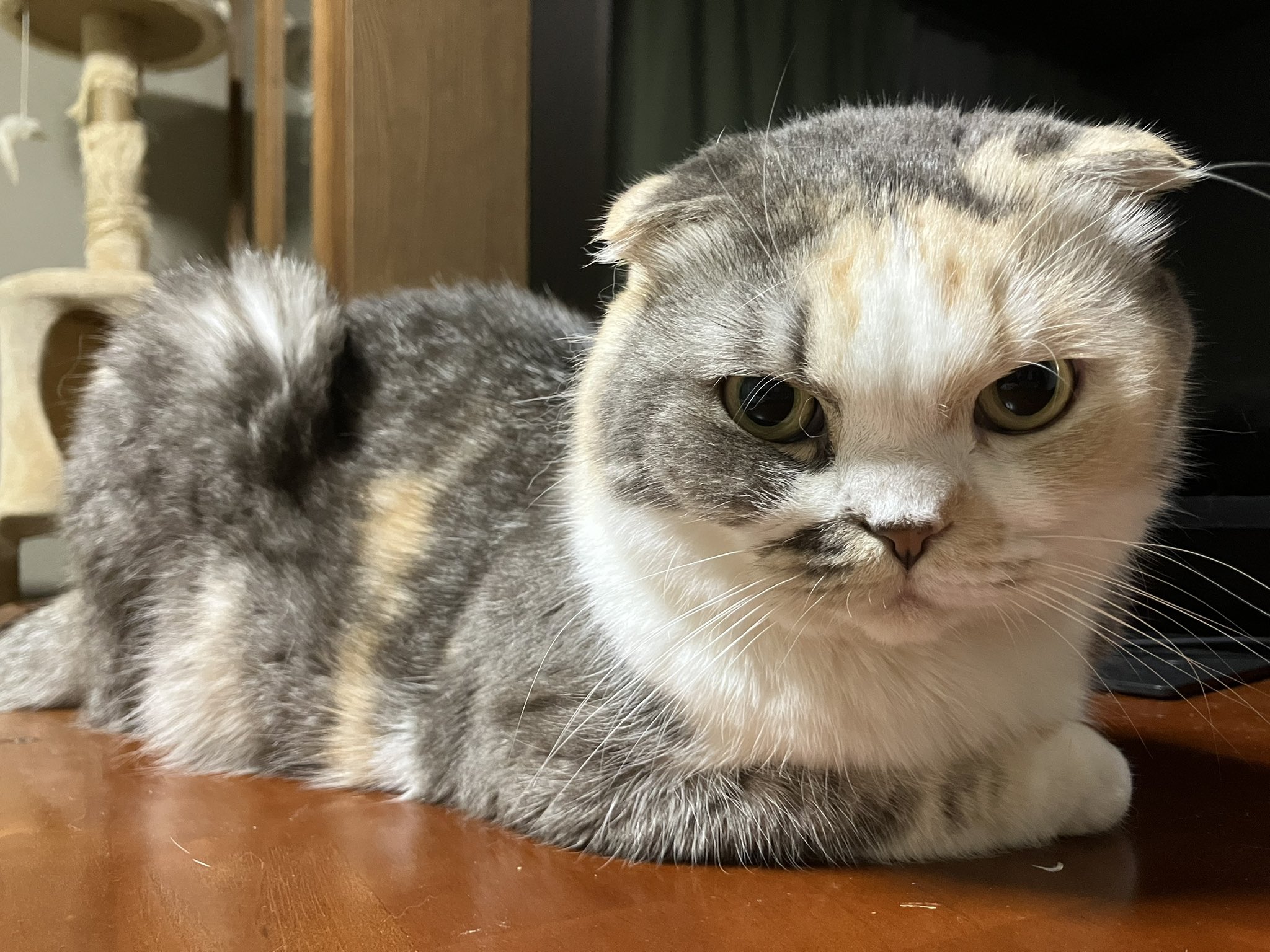 ねこ ひろ🍵🍉(SDK)😸🐈 on X: 