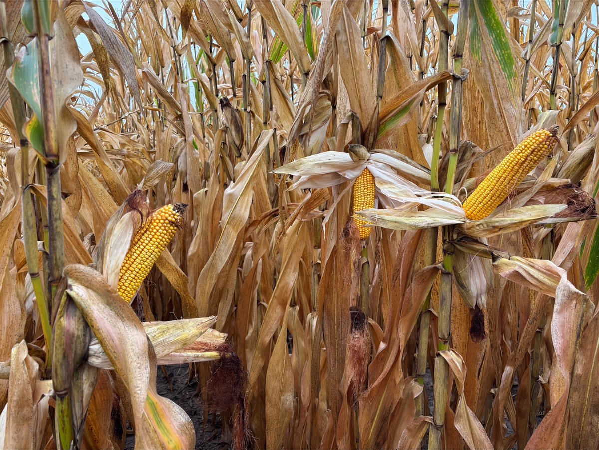 FSCooperatives's tweet image. We&apos;re excited to see #FSInVISION and #FSHiSOY performing in your fields this season! Share your results and tag us—we want to see your harvest. #harvest25