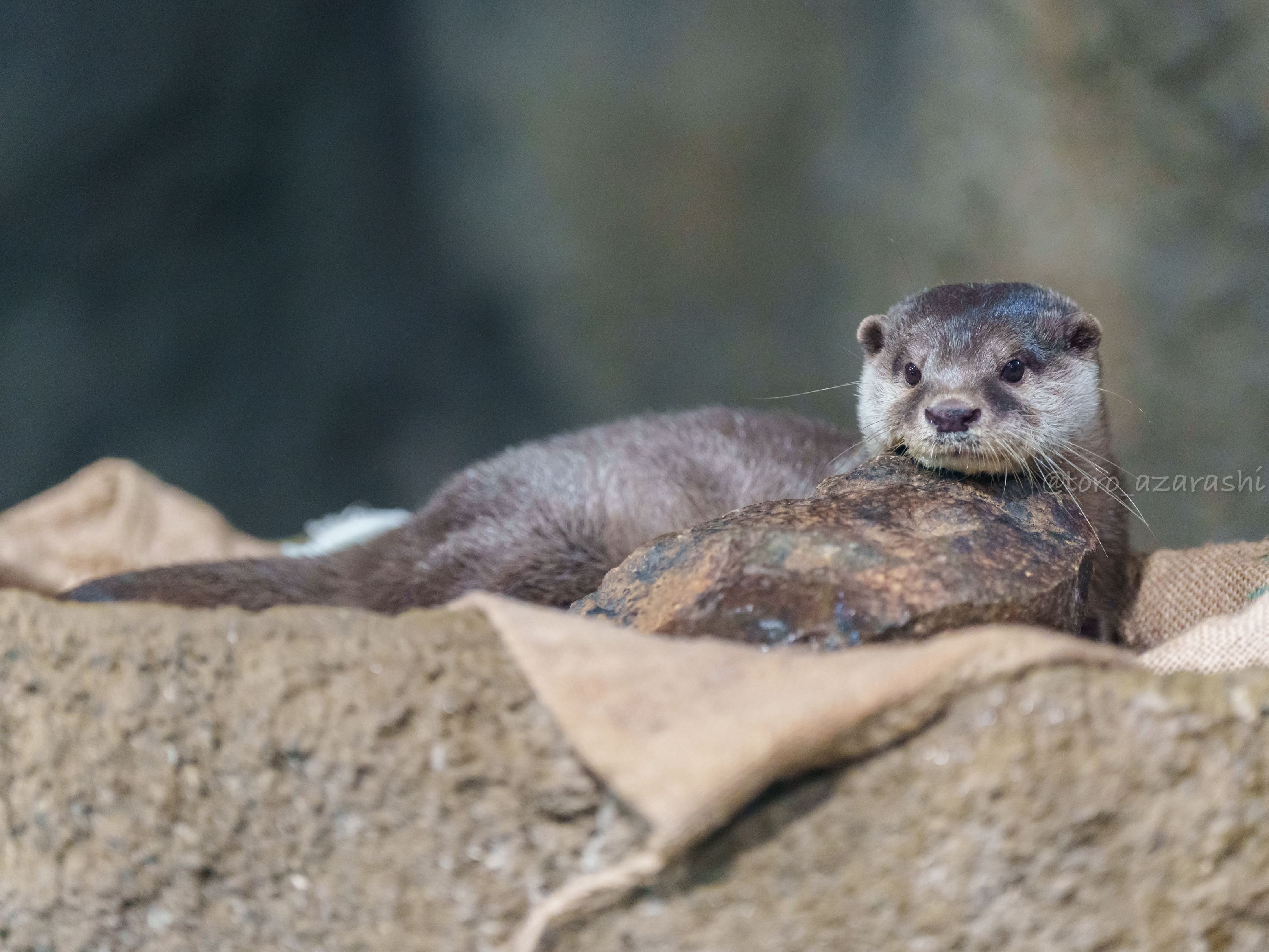 カワウソ mqdefault.jpg