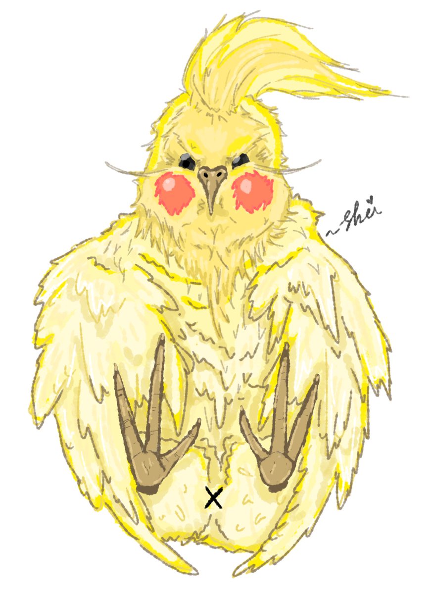 4kiehsaR's tweet photo. I just finished drawing my bird, Pikachu. He's so cute right???😽
Should I open for commissions?..
#digitalart #DigitalArtist #illustration #animals #falk https://t.co/yVUihbMf5B