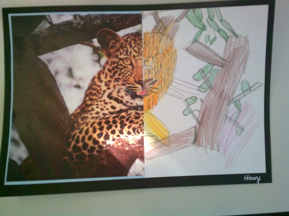 Robin class have used sketching techniques to draw the other half of pictures of endangered animals.