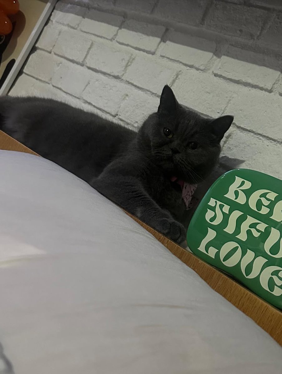 ในนี้มีแมวสามตุว 🤍🐈‍⬛ #อุ้มทวีพร #aoomtwp