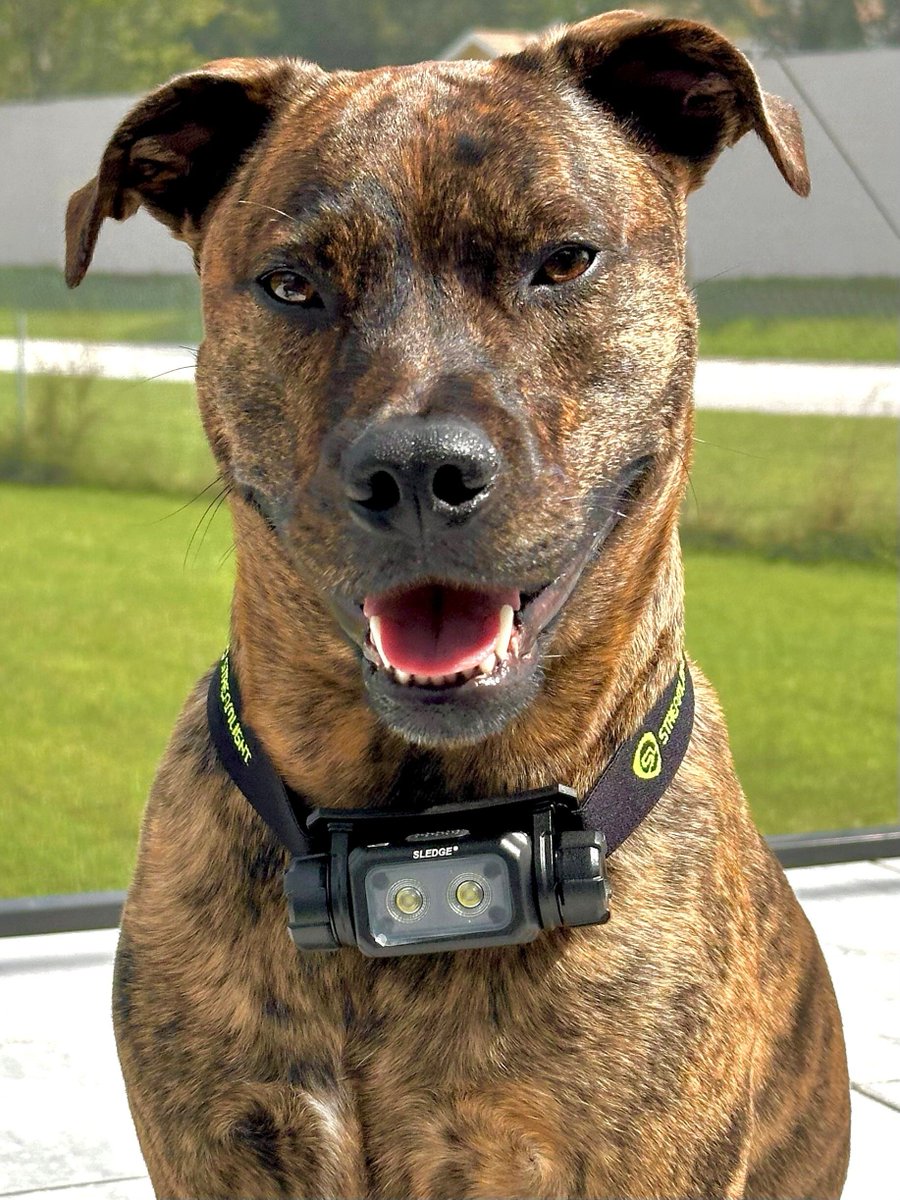 Streamlight's tweet image. Dogs: emotional support. Sledge: hands free lighting support. Both are essential. Only one is rechargeable.

🐶 📸: Pet &amp;amp; photo creds to @boogwardo