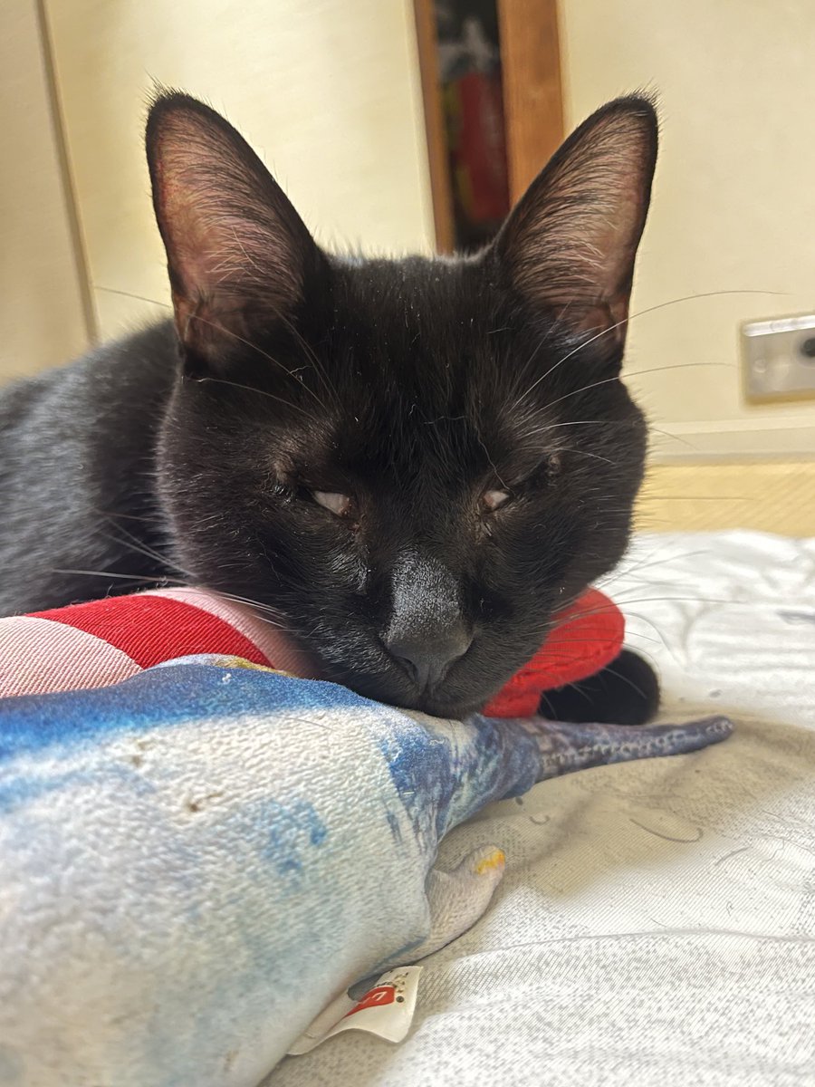 黒ねこ BYjM4b1T_200x200.jpg