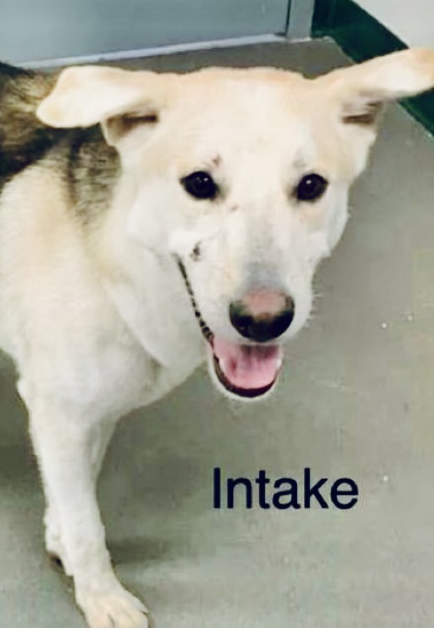 Poor, sweet, curious BRIX  #A383576 . Had to be EXTRICATED from a vent hole on the side of a BRICK house. Hence, the name, BRIX! 

A TERRIFYING😳 &amp; PAINFUL experience for him!  Just imagine! There are still lacerations on his face. 

How he got there (?) We'll never KNOW.🤔