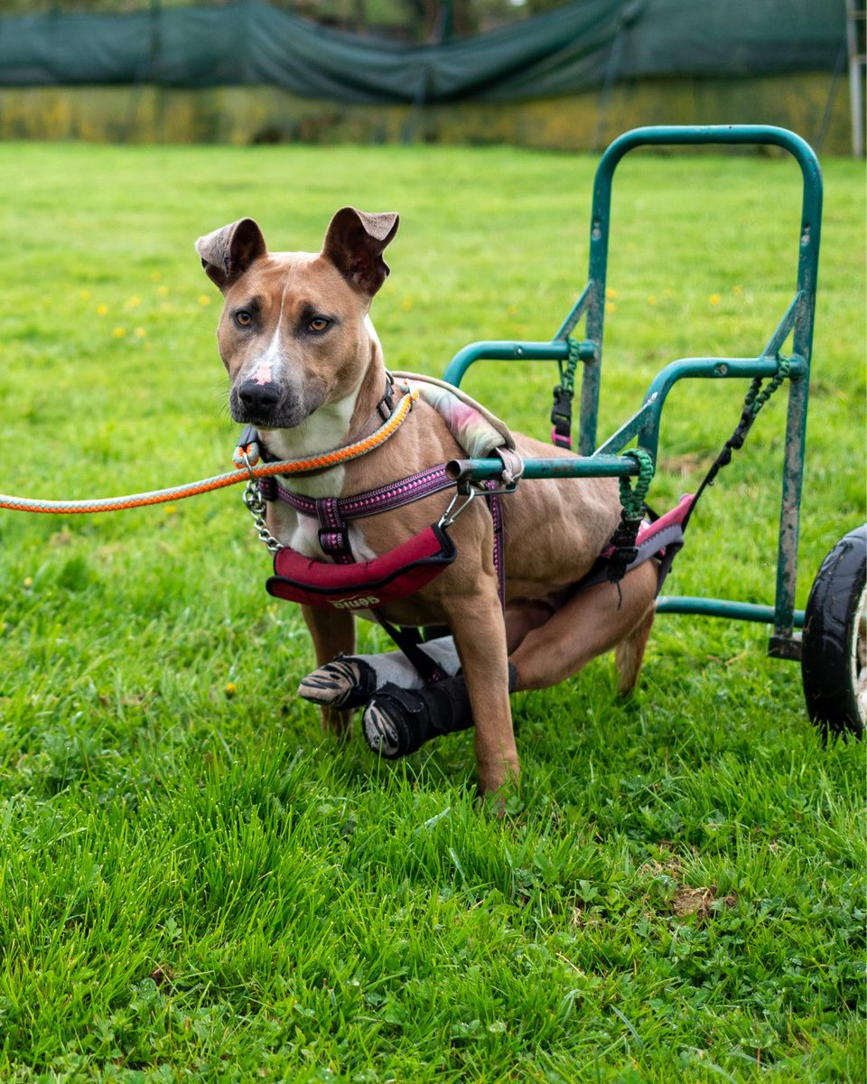 Parrainez les Gueules d'Amour de la SPA 🐶🐱 

Malades, âgés ou handicapés, la SPA compte aujourd’hui 41 Gueules d'Amour. Afin de leur offrir tous les soins dont ils ont besoin, ainsi que l’attention particulière qu’ils nécessitent, la SPA a créé le refuge de Voillecomte. Dans ce