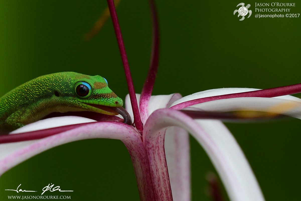 This was a shot I had in mind for a long time, and while Annie and I were on the Big Island, checking out of our hotel, I managed to spot this little gecko taking a drink from the flower.