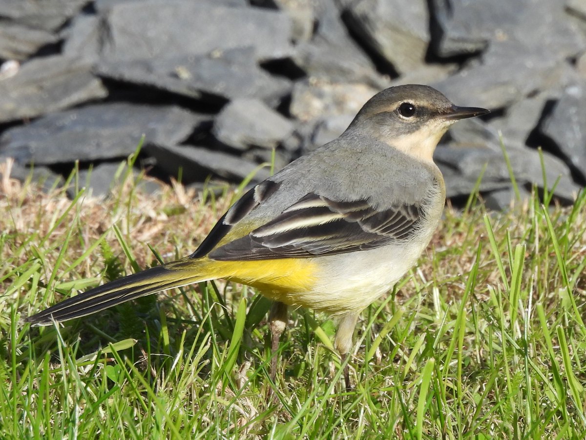 TimNobby's tweet image. Grey Wagtail this afternoon in and around my garden feature in Seaton, Devon.