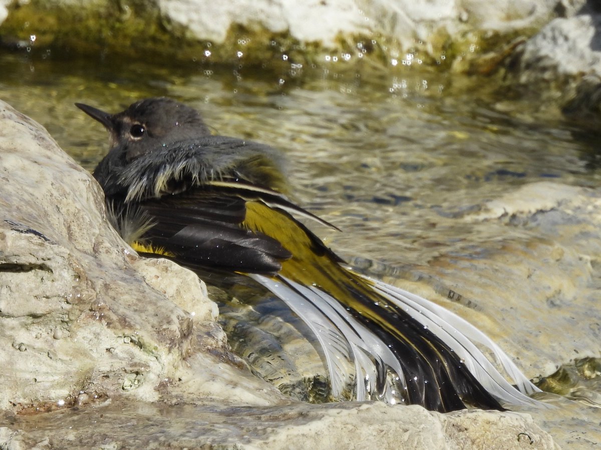 TimNobby's tweet image. Grey Wagtail this afternoon in and around my garden feature in Seaton, Devon.