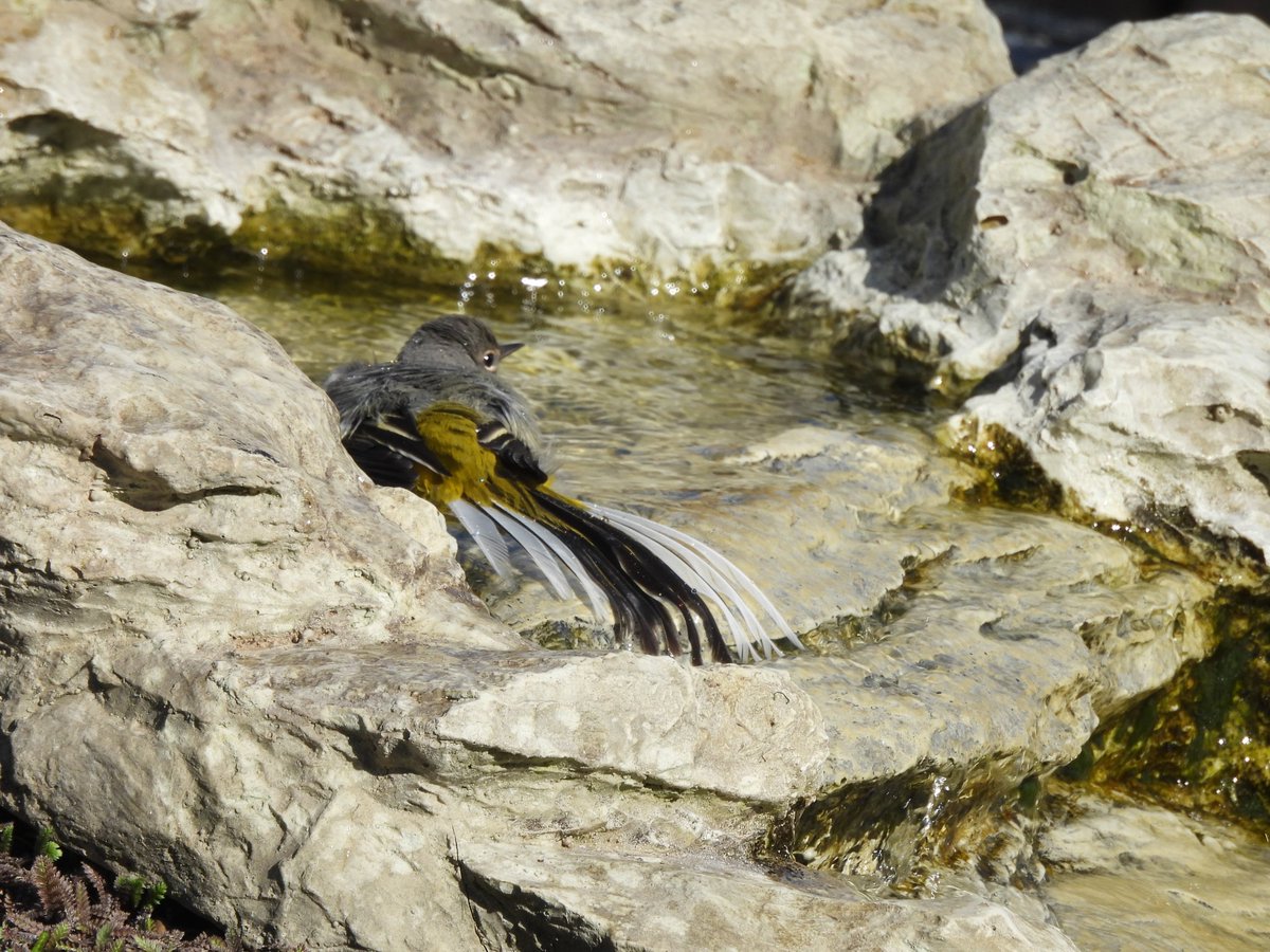 TimNobby's tweet image. Grey Wagtail this afternoon in and around my garden feature in Seaton, Devon.