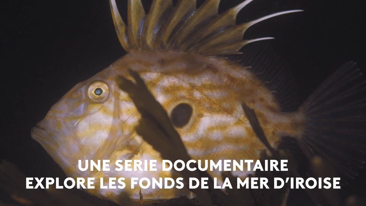 Une série documentaire sous-marine explore la mer d'Iroise. An Taol Lagad du 25 septembre 2025 dlvr.it/TNHcQC