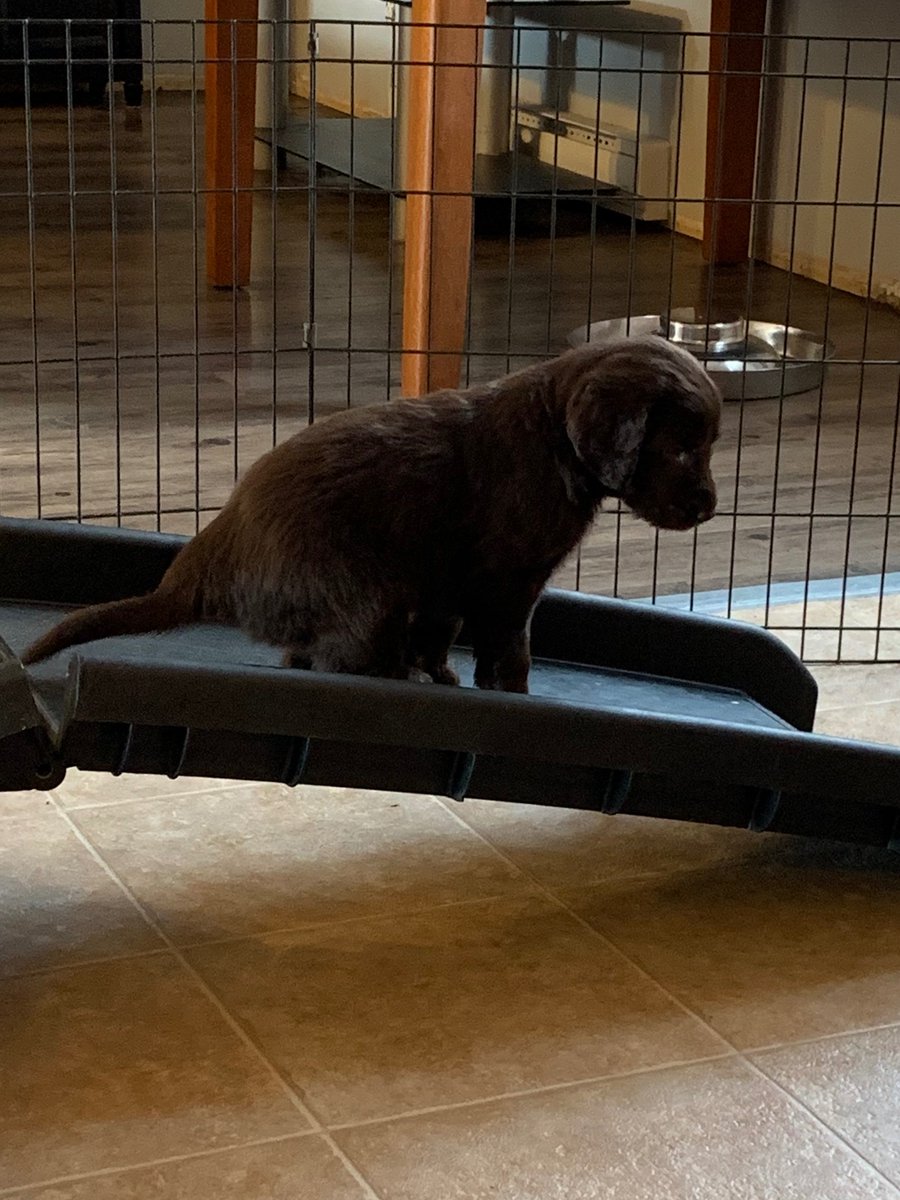 #ThrowbackThursday to mama's firstest ever photo of Hazel. She already be'd ours bestest girl in the land even befores mama brought hers home. ❤️❤️🐾🐾 #flatcoatedretriever #flatcoatsofX #shewasalreadyqueenbee