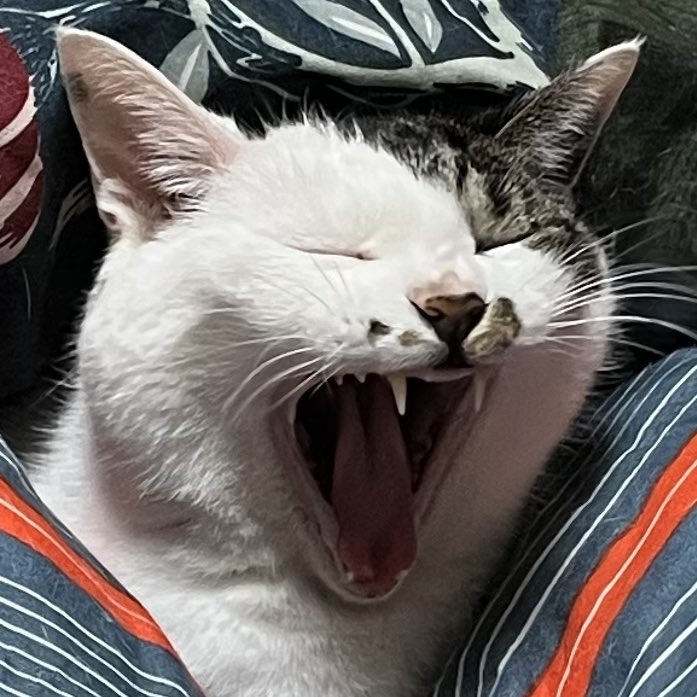 #ねこまつりフォトコン2025秋
永遠の小3女子、水玉ちゃん。