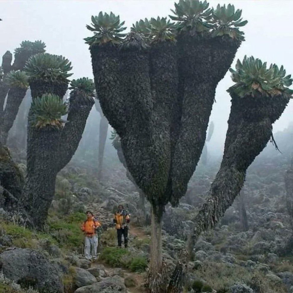 AbretuPotencial's tweet image. 8. La senecio gigante es una planta prehistórica que se encuentra en la cima del monte Kilimanjaro.