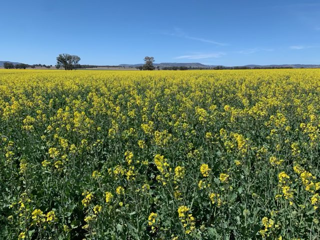 Brendan Torpy tweet media