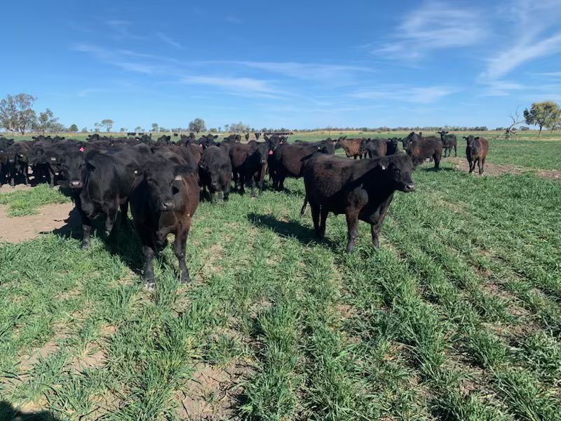 Brendan Torpy tweet media