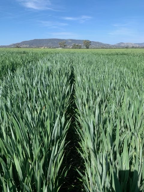 Brendan Torpy tweet media