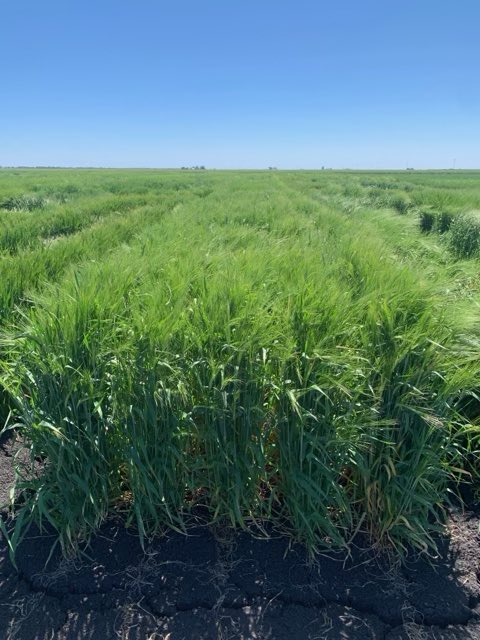 A week visiting <a href="/AGF_Seeds/">AGF Seeds</a> customers &amp; <a href="/GRDC_NVT/">GRDC National Variety Trials (NVT)</a> sites in SE QLD &amp; NE NSW for updates on new exciting dual purpose mid-quick maturity winter wheat - Triple 2, mid maturity spring barley - Gretchen &amp; forage blend performances. 1. Triple 2, 2. Captain CL 3. Mighty Graze 4. Gretchen