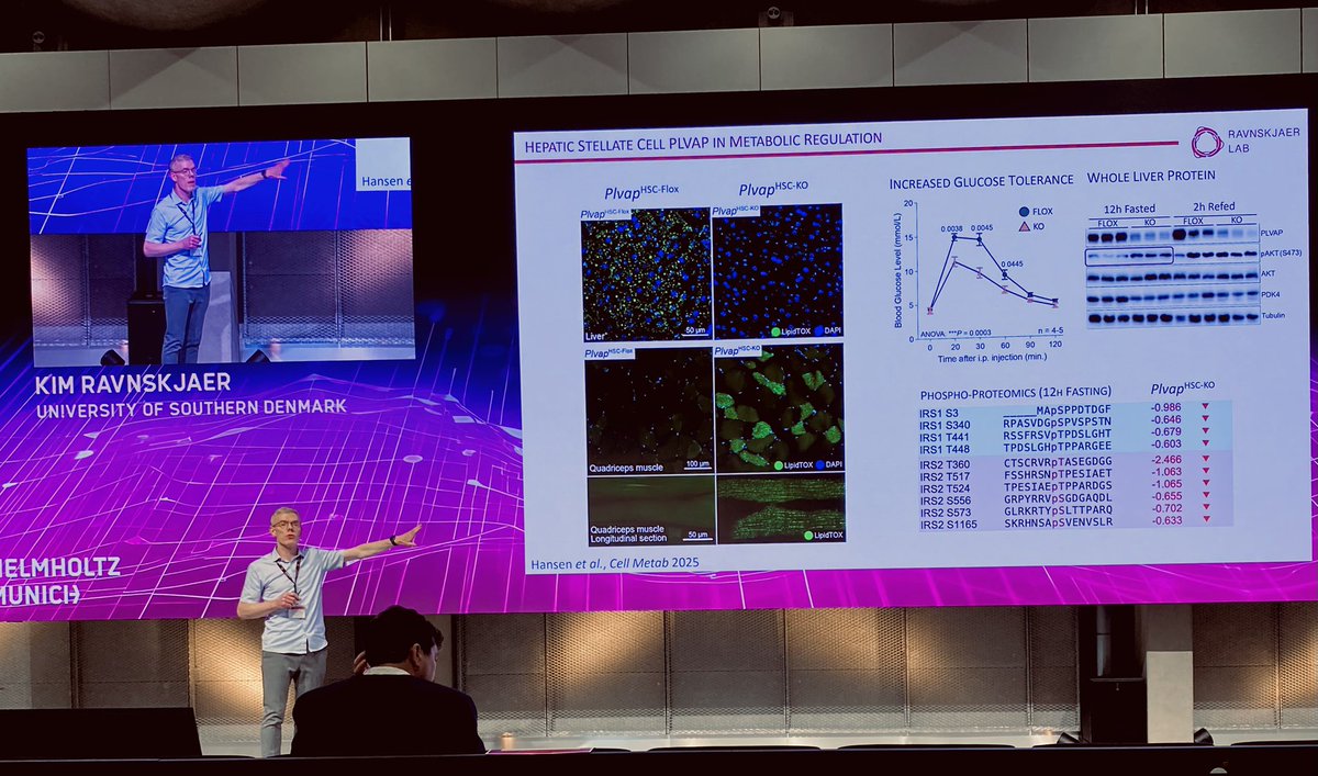 Daniel_H_dk's tweet photo. Just had some amazing days at the #HelmholtzDiabetes2025 Conference in Munich. Truly great science and amazing insights into metabolic research 🧩😃 …..and yes, we had the opportunity to present our newest work on stellate cell biology. Find it hear 👉🏼 https://t.co/2rt2fM9OcP https://t.co/Sf223CBwiK