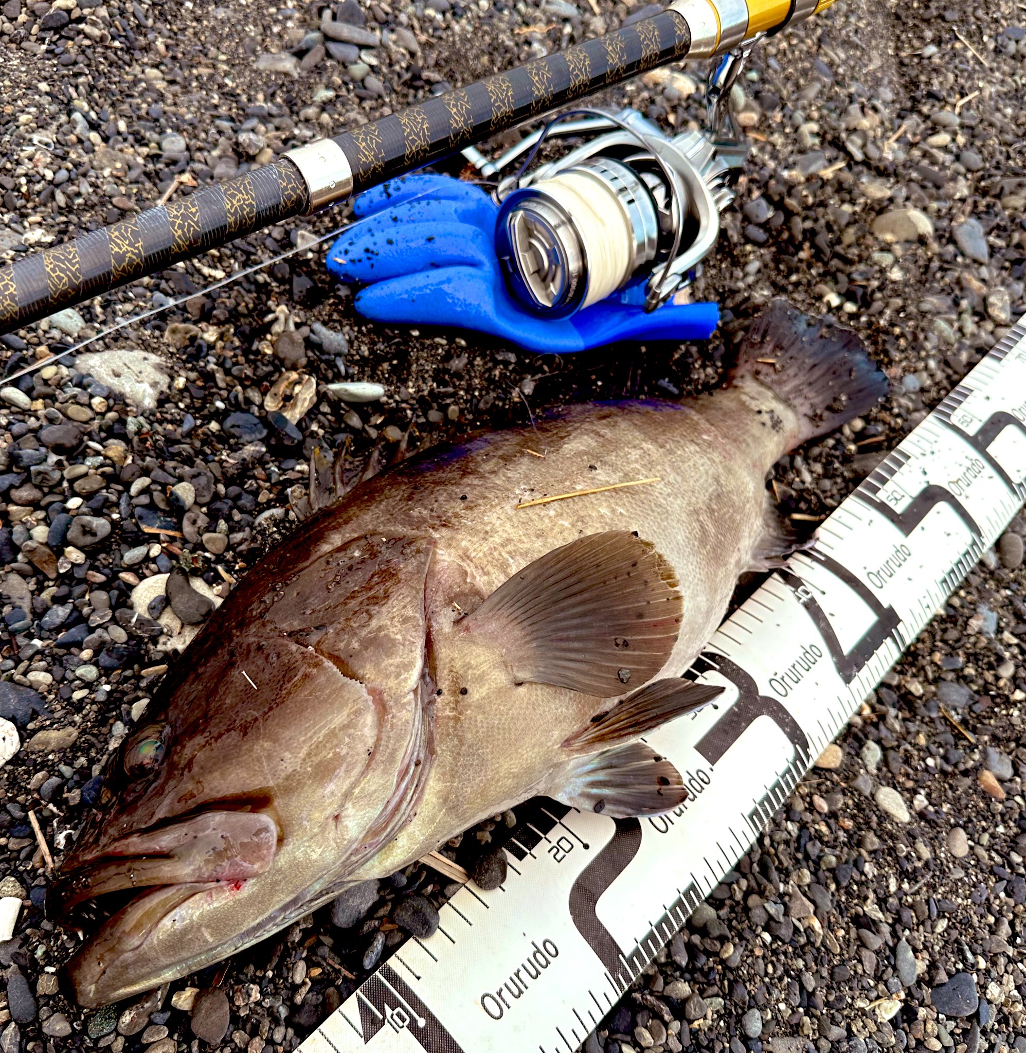 Fishing Japan by SIB (@fishingjapan_co) / X