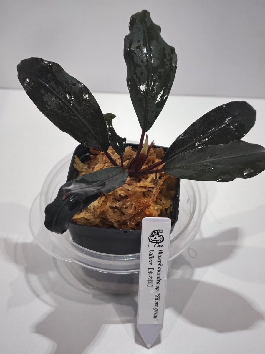 suikapureko's tweet image. キューさんのBucephalandra sp. “Silver gray” kalbar【水の国】
 #Bucephalandra
 #Silvergray
 #ブセファランドラ