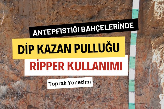Sıkışık toprakta gelişmeyen bitkileri anlamanın yolu...
hakielik.com/antepfistigi-b…
