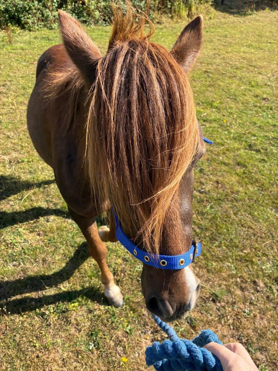 MissingPetsGB's tweet photo. MISSING PONY CHESTER
#Kingswood #Kington #Herefordshire
Last seen at 5:30am 23 September 2025 heading towards #Eardisley on the main road.
Reported that a Tarmac lorry was behind him on the main road but no report has been made to the vets or police at this time
PLEASE SHARE!! https://t.co/zlj4bZqoX3