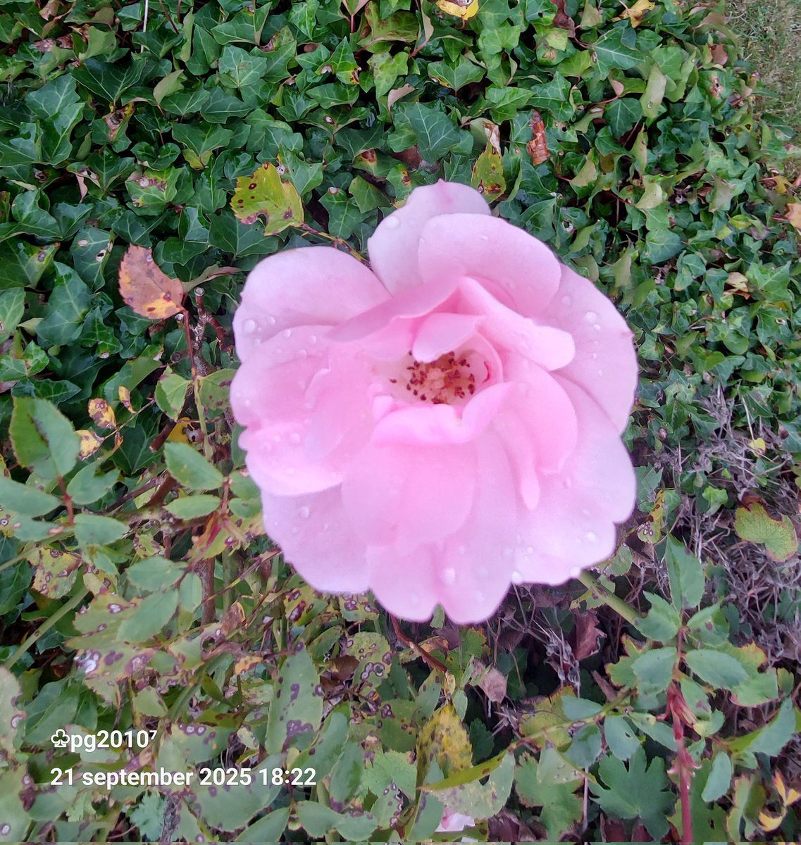 Beautiful roses in september