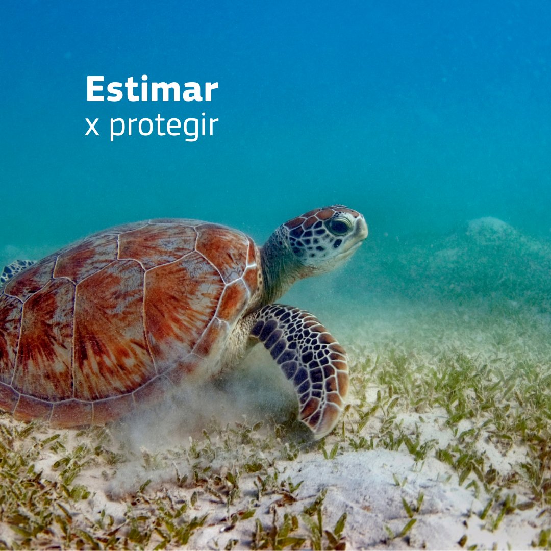 ComissioEuropea's tweet image. 🌊El Mediterrani és més que un mar: és biodiversitat, cultura i vida. 

El #LifeProject @AmarNatura2000 dona a conèixer i protegeix els espais marins de casa nostra🐠

🎯Pretén implicar sectors com la pesca i el turisme nàutic en la gestió sostenible del mar.

#WorldMaritimeDay