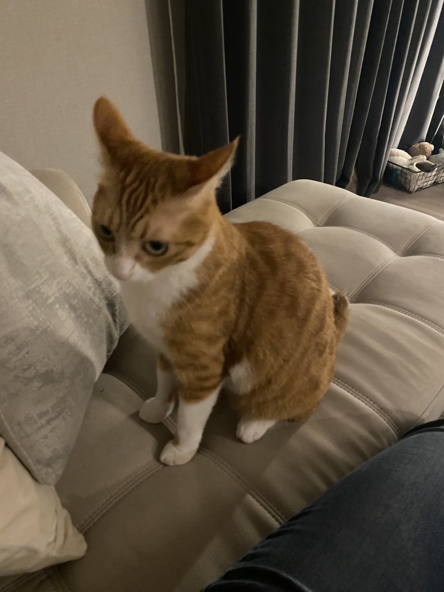 保護猫ラテちゃん🐈 (@Cafe__Latte222) / X