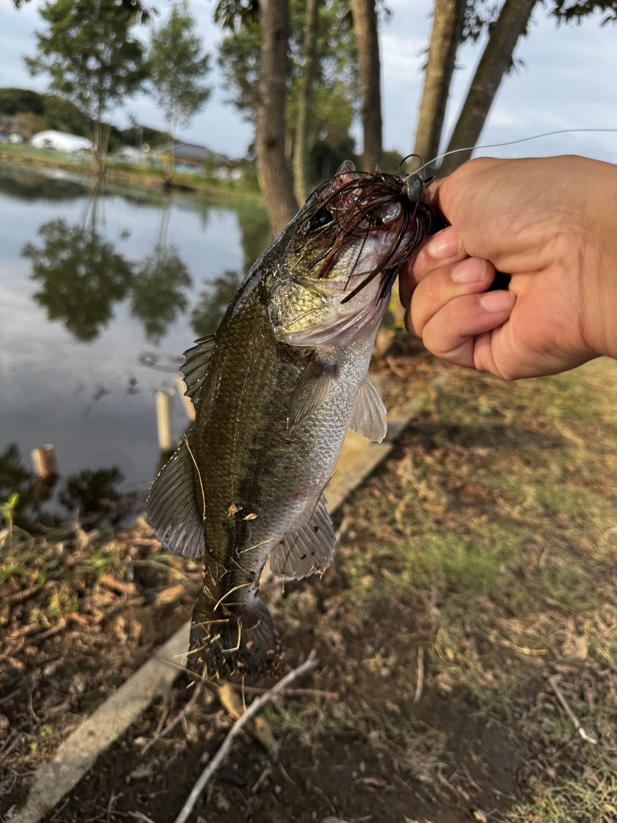 deps_max's tweet photo. ずっと気になってた近所の釣り堀が今月オープンしたみたいだから行ってみた
平日だったけど人がちらほら、
こばっちはプレッシャーがかかってる感じではあまり連発せず、
ジグ＆ポークの組み合わせで何とかアベレージ連発
〆はバズジェットで40upゲット
近所だし50upもいるみたいだから通ってみますか https://t.co/npX7bMT9fD