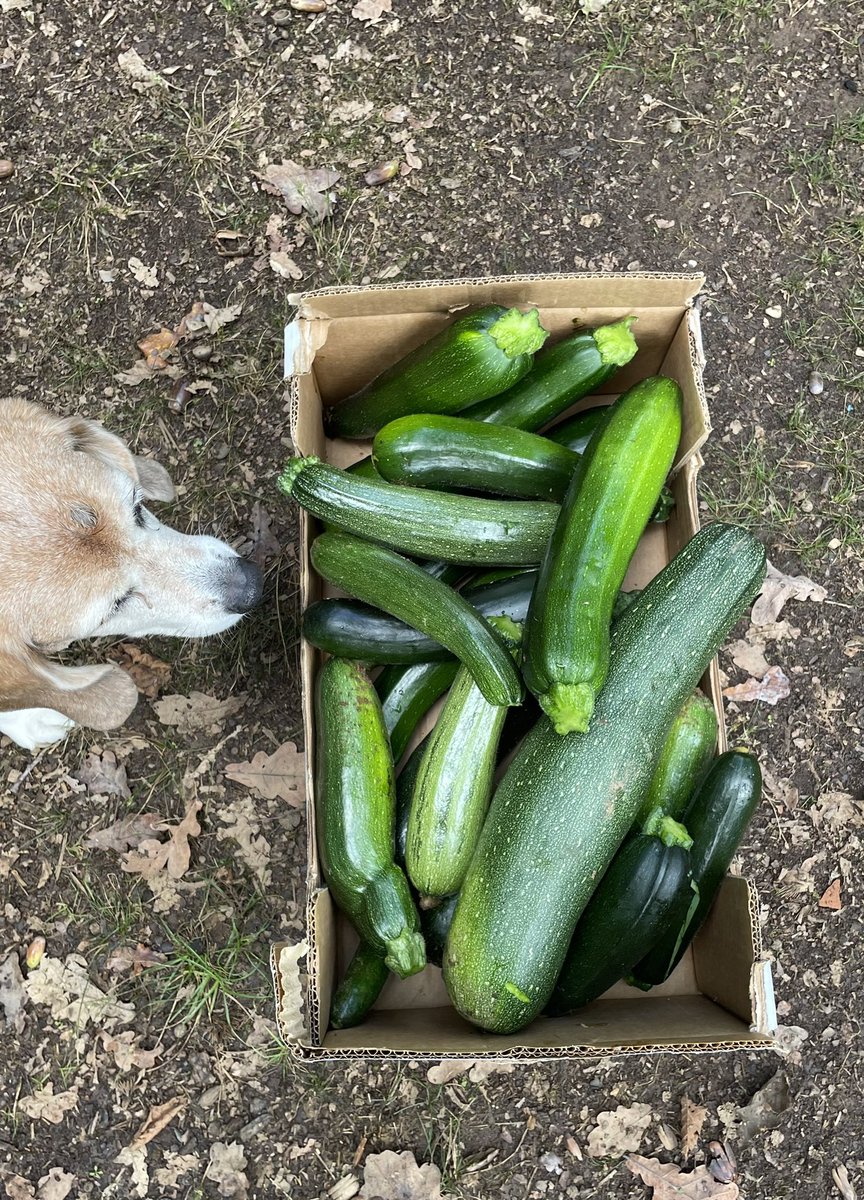 SOLARPUNK NOMADS tweet media