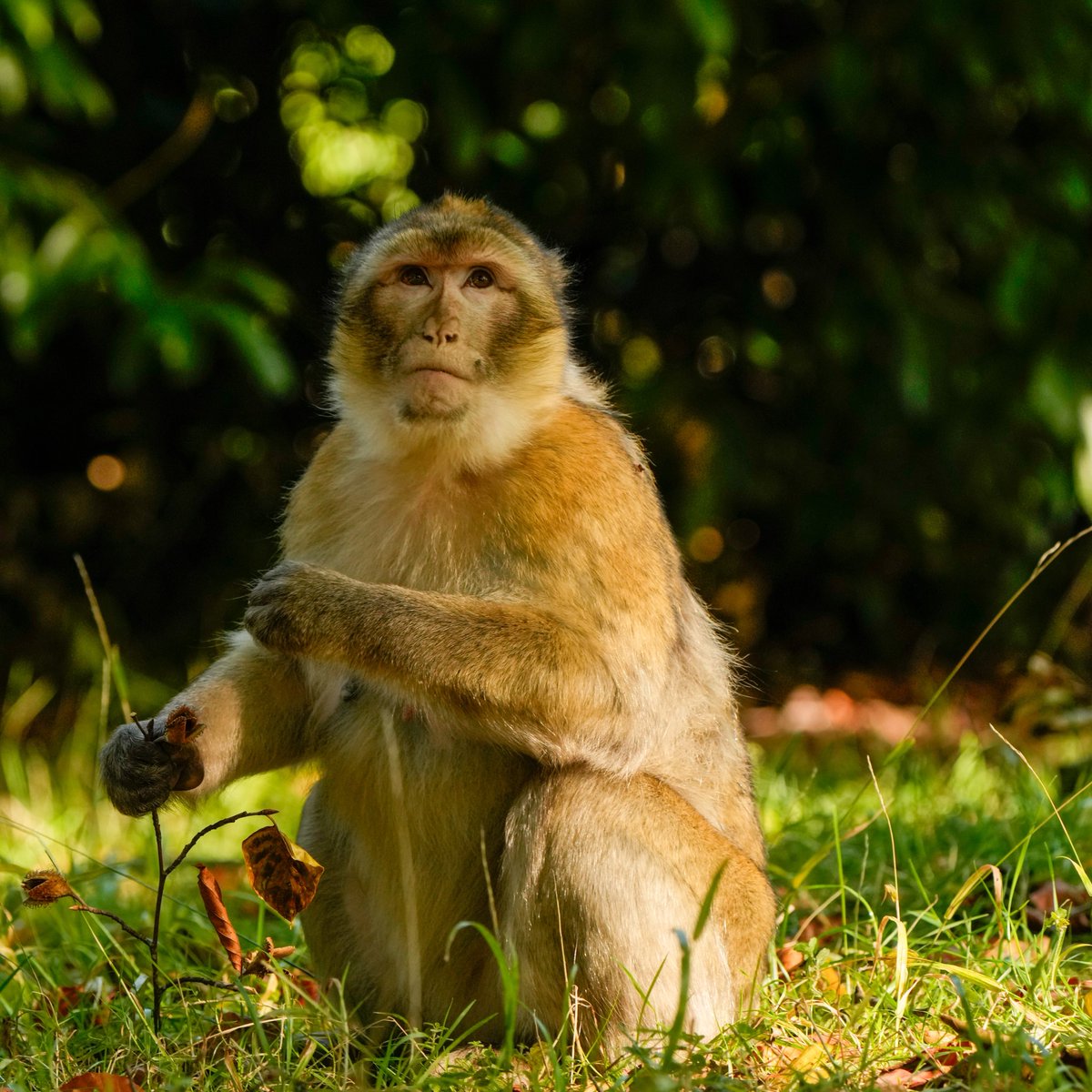 Trentham Monkey Forest tweet media