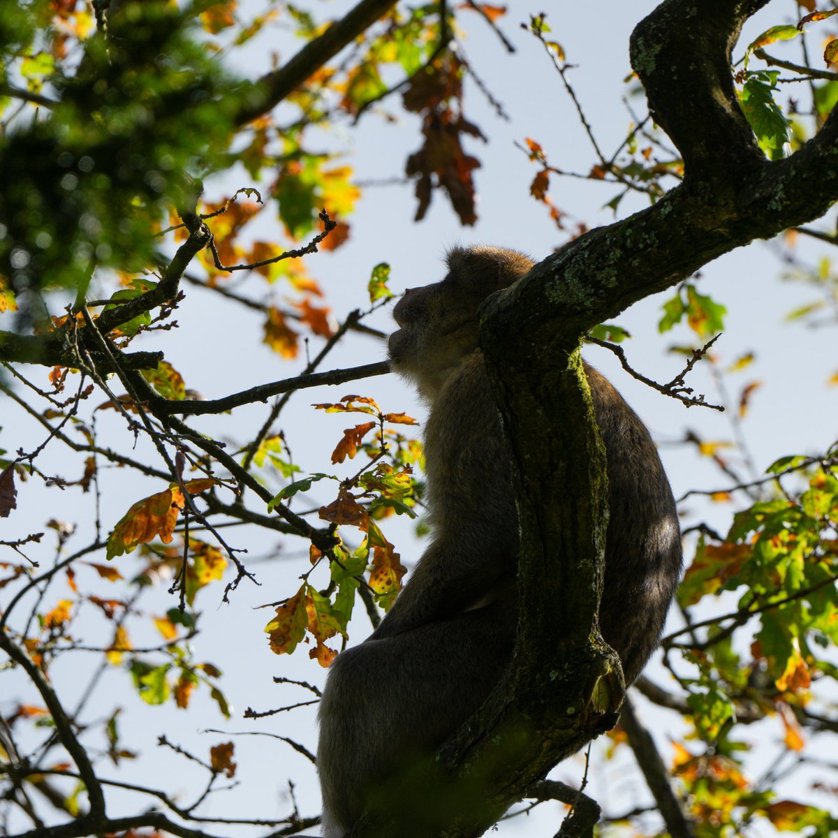 Trentham Monkey Forest tweet media