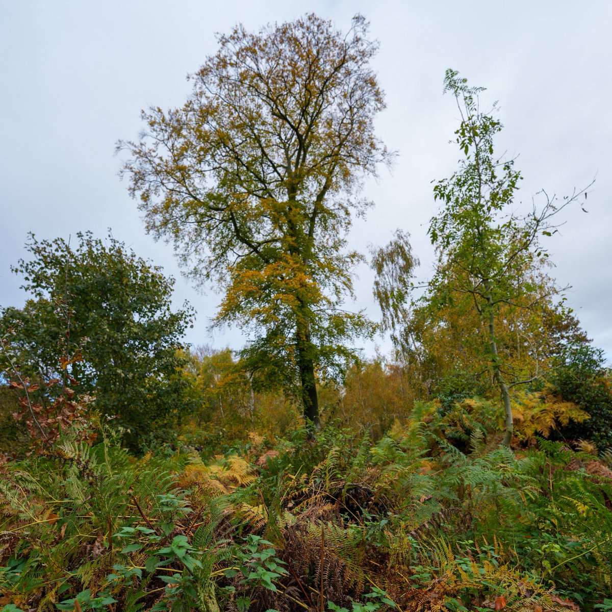 Trentham Monkey Forest tweet media