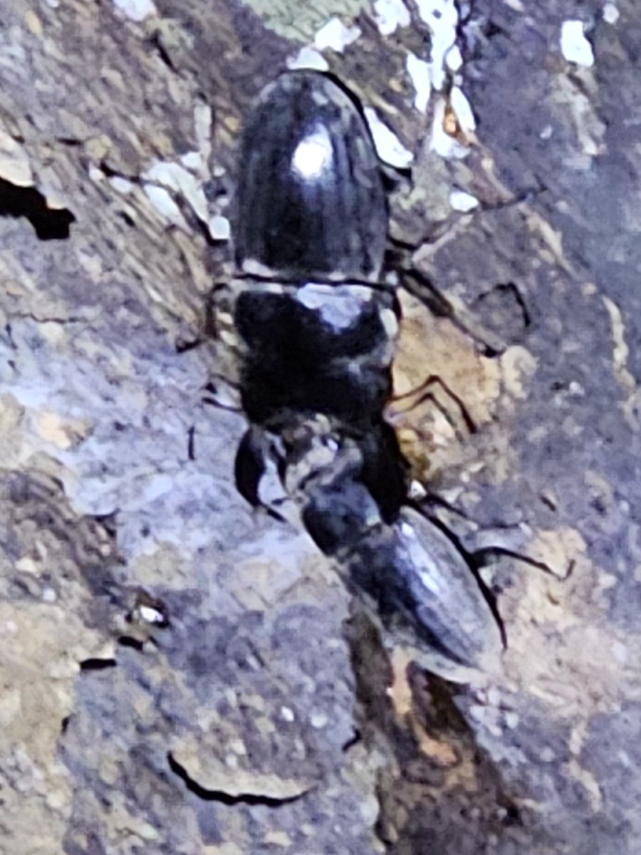 FT.Family(クワカブ部) A (@fujitora1106414) / Posts / X