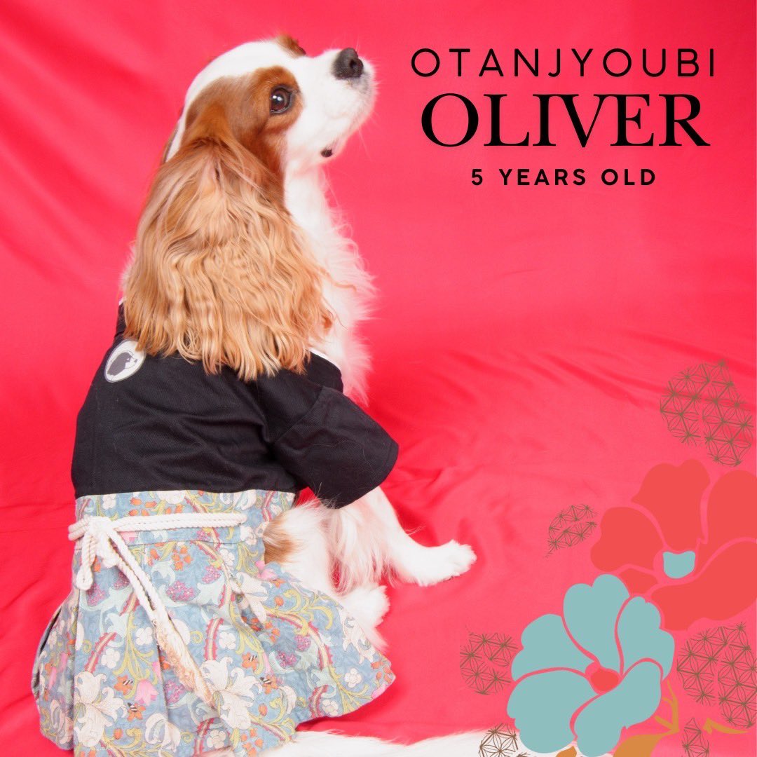 9/21はオリバーの5歳の誕生日でした。
バースデーフォトを撮影しました。七五三なので、以前に娘が製作した袴を着て撮りました。背中のキャバリア家紋が特徴です。
5歳の1年も楽しく過ごそうね。
#キャバリア
#犬の居る生活