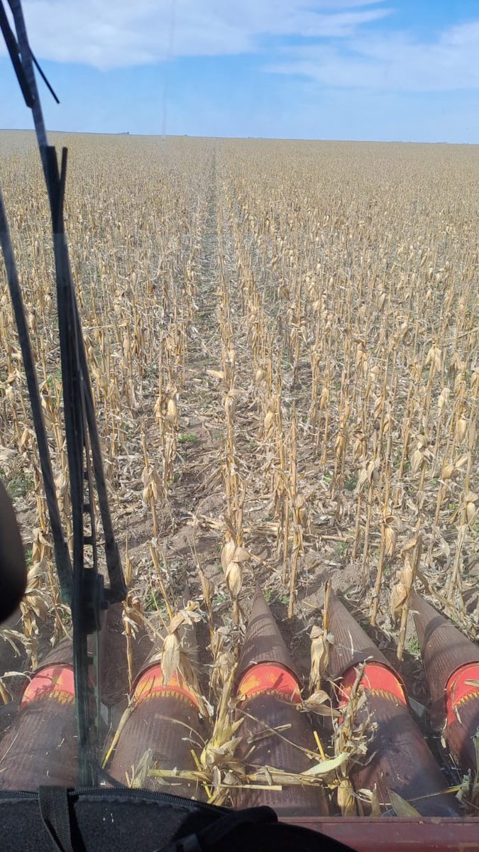 Buen día mi gente! Perdón por haber estado desaparecido pero es que en el campo no tengo señal. Estamos cosechando desde el martes por primera vez sin retenciones! Argentina será próspera 👏🏻👏🏻