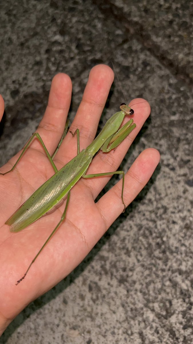 オオカマキリ – търсене / X