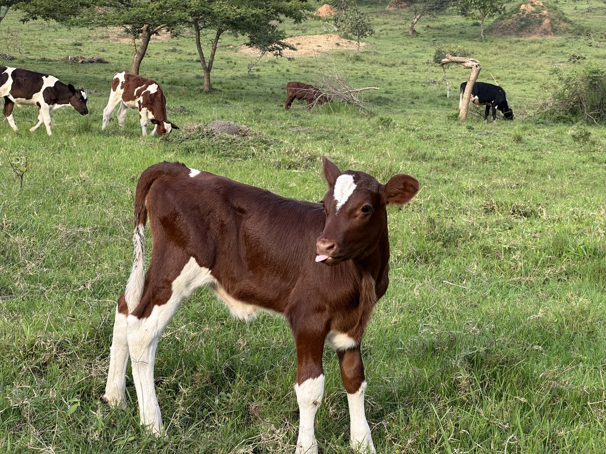 Novine_Farm's tweet image. Ku ground, bilalamu!!!