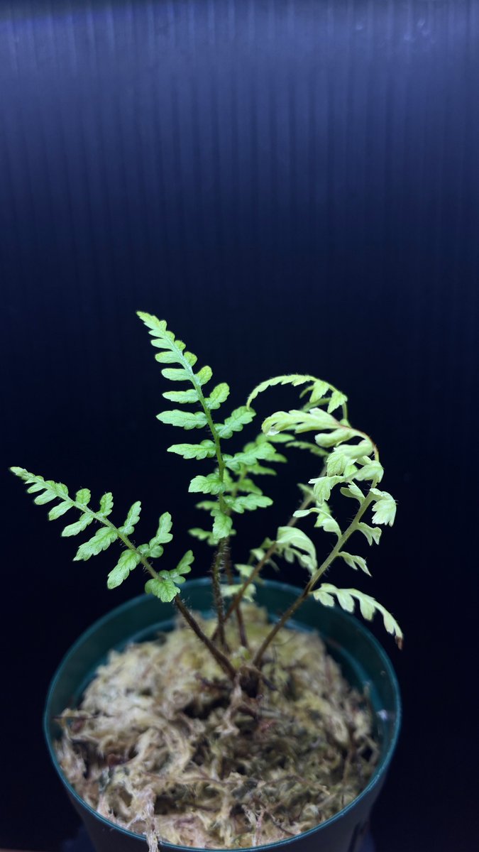 plan7s's tweet photo. キャメロンハイランド産コケシノブの鉢から出てきた謎シダ
#シダ https://t.co/llGZnMIplC