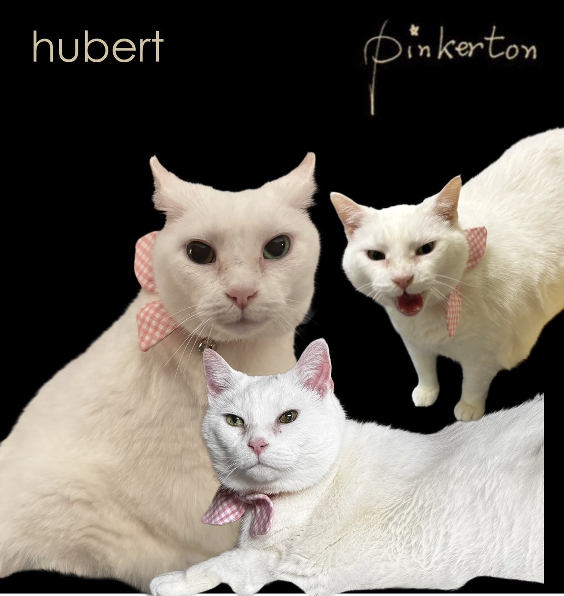 ⓒⓐⓜⓘⓛⓛⓔ tweet media