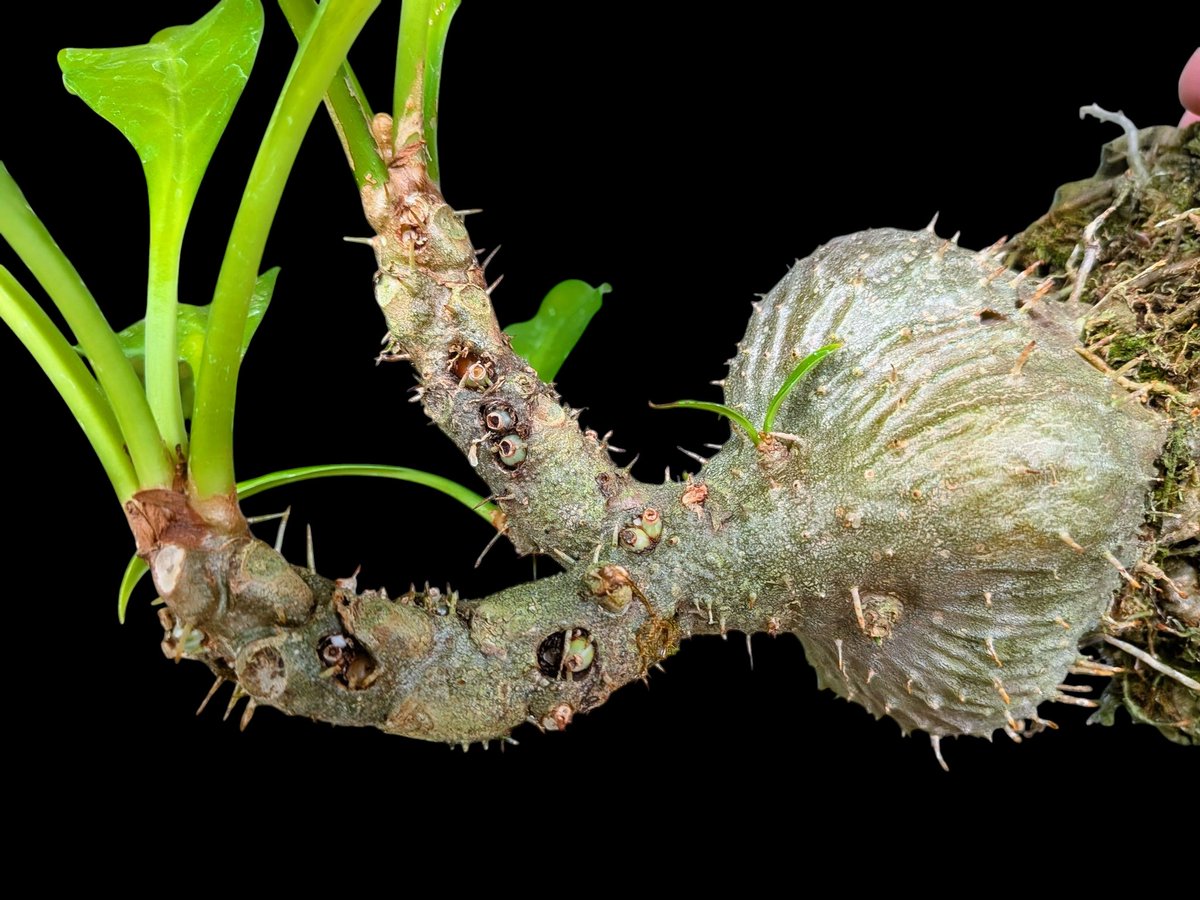 まさまる　アリ植物 Ariocarpus furfuraceus f. アリオカルプス 大疣青磁牡丹