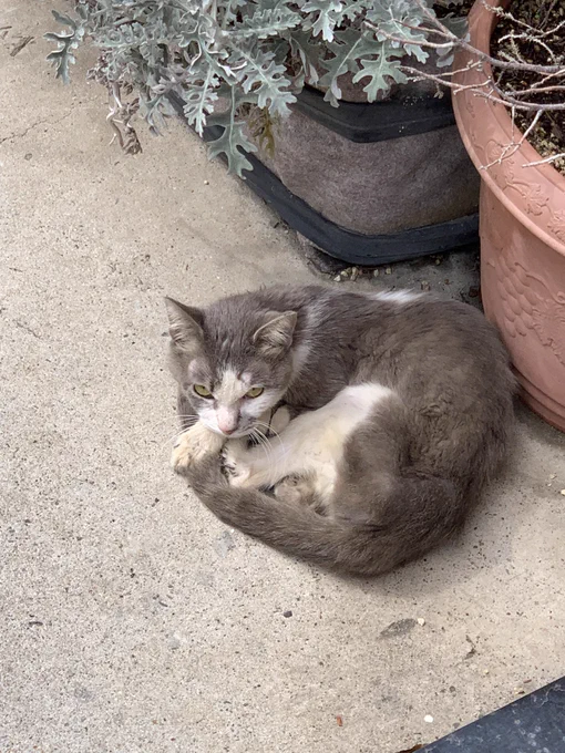 今日見つけたねこ