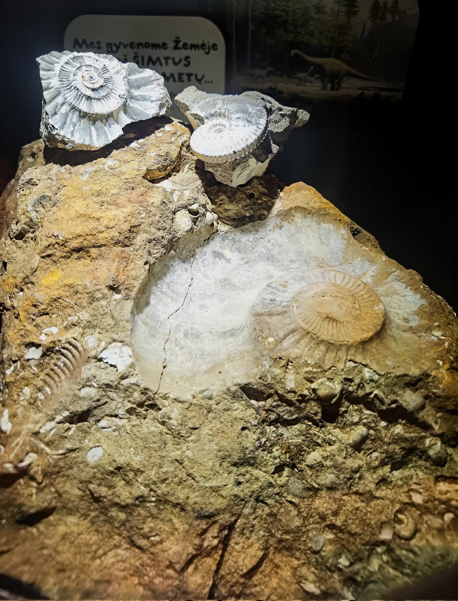 DarjaDankina's tweet image. 🍁Jurassic ammonites from #Lithuania 🇱🇹 stored at the Nacional visitors centre in #vilnius ✨

#Fossil #palaeontology #museum #collection #exhibition